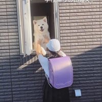 秋田犬のお見送りとお出迎え5