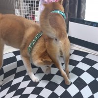 四竜くんのヒップアタック！