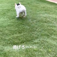 「逃げろ～！」