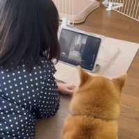 動画鑑賞