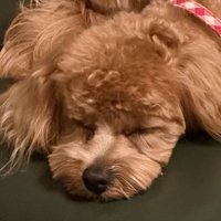 ソファに顔を伏せる犬