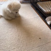 「待て」の練習中