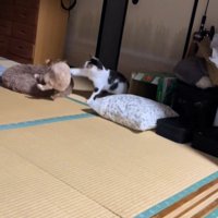 ビビちゃんを遊びに誘うイヴちゃん4