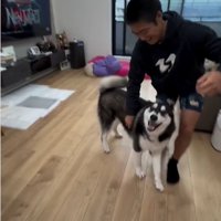 じゃれ合う犬とお兄ちゃん