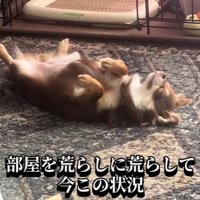 可愛くて憎めません♡