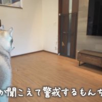 警戒するもんちゃん