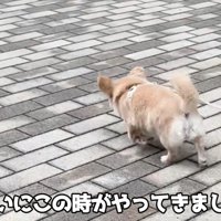 男の子を先導するように歩くハナちゃん