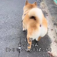 後ろ姿の犬のお尻