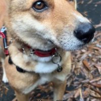 家族として迎えることに