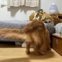 よもぎちゃんが発見！
