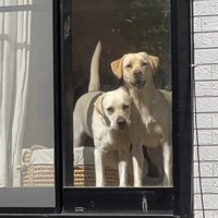 ずっと見守ってくれる2匹