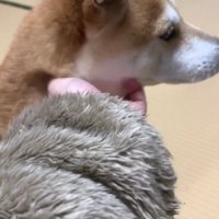 励まされるももちゃん