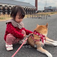 体を起こす柴犬