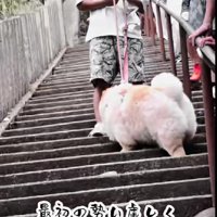 まさかの30段でエンスト