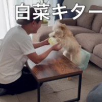 「白菜だー！！」
