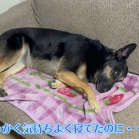 維桜ちゃんも起きてしまいました