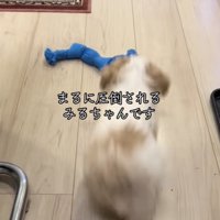 おもちゃを追いかけます