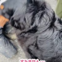 人にぐいぐい近づく犬