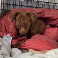 ケージの中でうずくまる犬