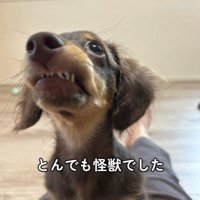 うにくんのお迎え前後のギャップ9