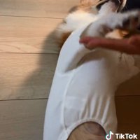 タッチするむぎちゃん2