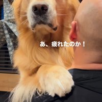 男性の肩に前足を置いて遠くを見つめる犬