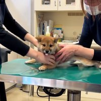 ジタバタする子犬