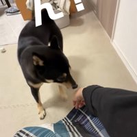 何かに気づく犬