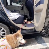 マリンちゃんも動けない