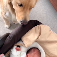 リリーちゃんと弟くんの初対面6