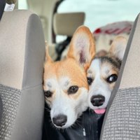 ドッグラン