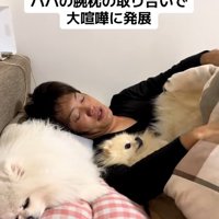 布団にもぐるクララちゃん