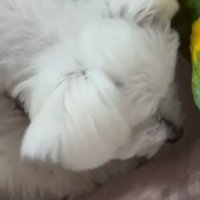 パールちゃんの遊び相手は…