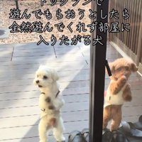 専用のドッグランも♪