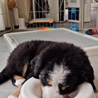 水の器に頭を入れる都ちゃん