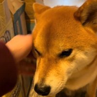 飼い主に顔を撫でてもらう犬