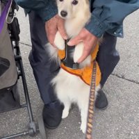 後ろ足で立ち上がって老年男性の足の間に入る犬