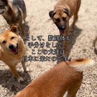 保護された犬たち