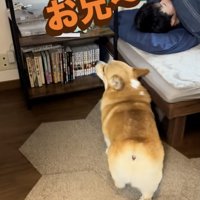 颯爽と登場