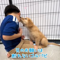 キスする子犬