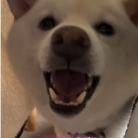 にっこりする犬1