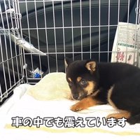 震えが止まらないまめ太くん