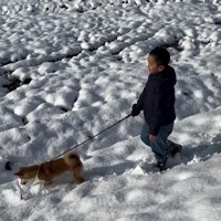 雪の中散歩する柴犬