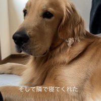 飼い主の隣に寝そべる犬