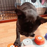 飼い主の手を振りほどいて「おやつ欲しい」のボタンを押す妹犬