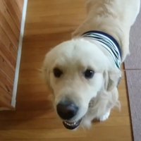 ギンちゃんの表情の変化7