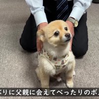 再会を喜ぶポメくん