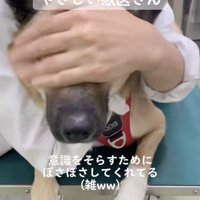 強めに「ぽさぽさ」されてます