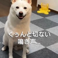 部屋の中でおすわりする犬