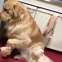 「はあ…仕方ない」